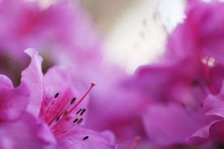 Pink Blossom. Close-Up of Azalea Flower. Shallow DOF, focus on pistil and stamens.の写真素材