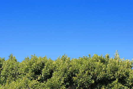 Green foliage under the clear blue sky
