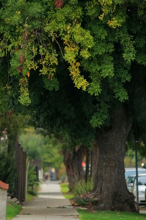 Old wayside trees. Shallow DOF, focus on foreground.の写真素材