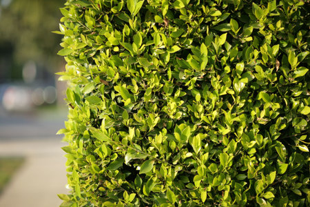 Green fense background
