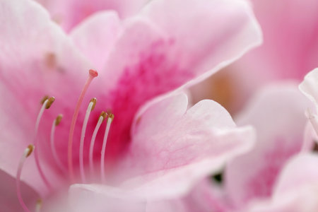 Floral background. Close-up of Azalea flower. Shallow DOF, focus on pistil and stamens.の写真素材