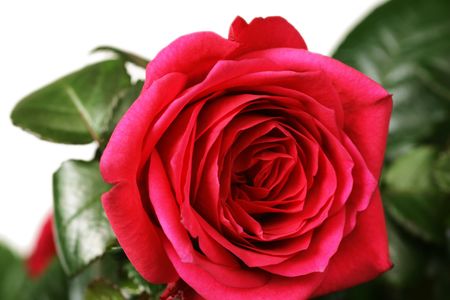 Red rose close-up, shallow DOF.の写真素材