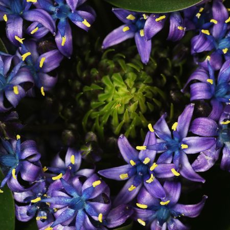 Violet flower macro close-up.の写真素材