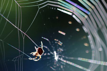 Spider on spiderweb. Macro close-up, shallow DOF.