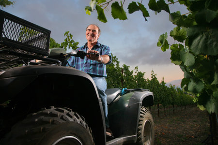 Farmer in vineyard driving small tractor or all terrain vehicle.
