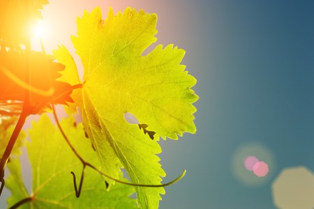 Sun shining through grapevine leaves, close-upの写真素材