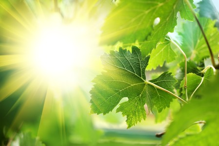 Sun shining through grapevine leaves, close-upの写真素材