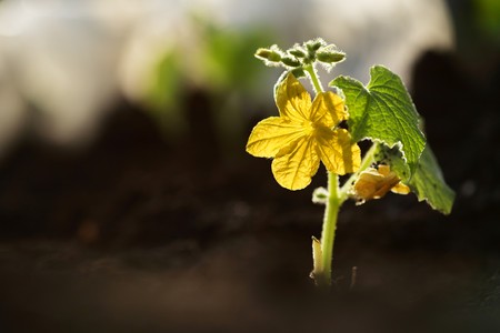 Small cucumber plant with flower growing from soil outdoors. Macro, shallow DOF.の写真素材