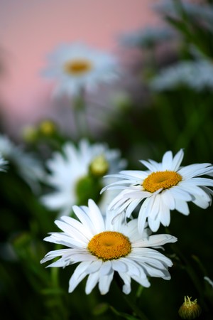 Beautiful daisies at twilight, close-up.の写真素材