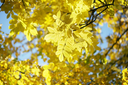Yellow autumn leaves background. Shallow DOF.