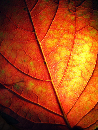 Old leaf macro texture