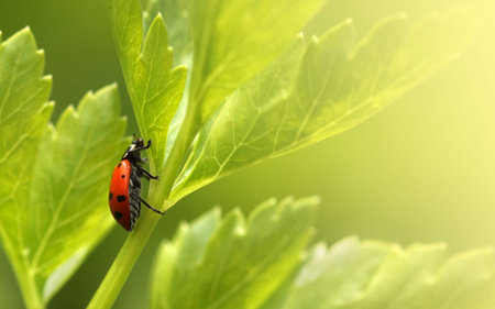 Ladybug on parsley grass. Close-up, shallow DOF.