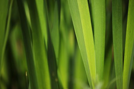 Green grass background. Macro close-up, shallow DOF.の写真素材