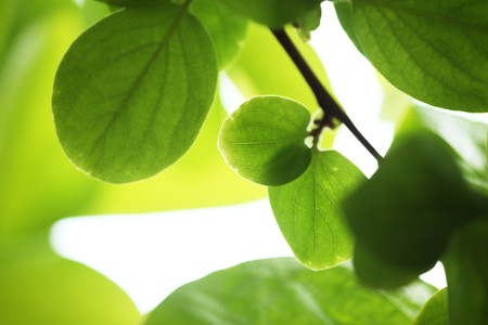 Green leaves background. Close-up, shallow DOF.の写真素材