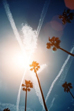 Tall tropical palm trees over beautiful blue sky backgroundの写真素材