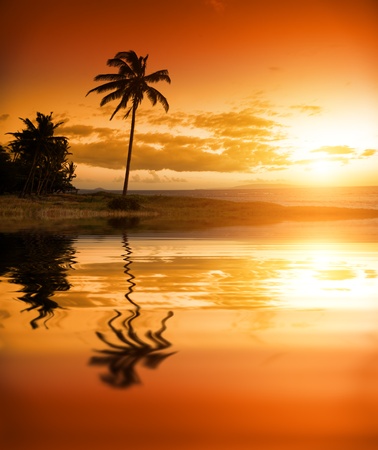 Palm tree at the ocean in Hawaiiの写真素材