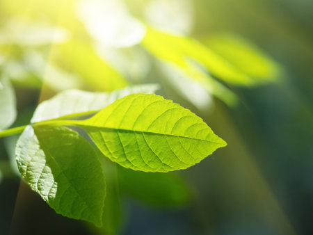 Green leaf in rays of sunshine. Closeup, shallow DOF.