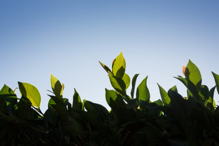 Abstract green leaves frame border over blue sky background