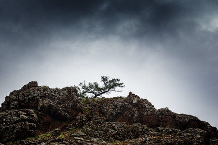 Pine tree growing on rock cliff mountain under stormy cloudy sky.