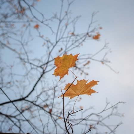 Two yellow autumn fall leaves hanging on leafless tree.の写真素材
