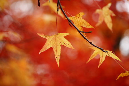 Yellow Autumn leaves over red foliage background
