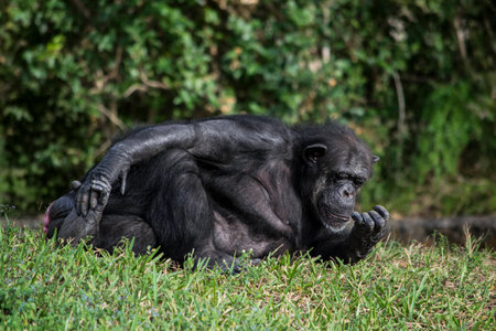 Chimpanzee checking its nailsの写真素材