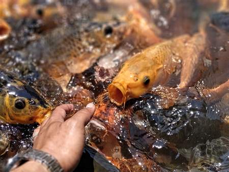Colorful fishes at the pond in feeding frenzyの写真素材