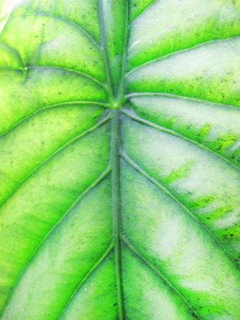 Texture material of green leafの写真素材