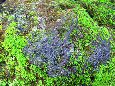 Large rock background with green mossの写真素材