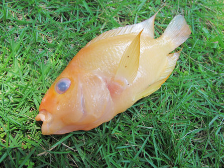 A Fresh Red Devil Cichlid Fish on The Grass