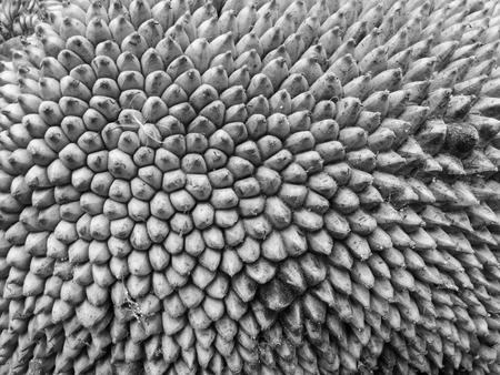 Jack Fruit Surface Pattern, Natural  Background Photographyの写真素材