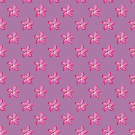 Seamless Adenium  Flower Background, Purple and Pink Seamless Pattern - Vectorのイラスト素材
