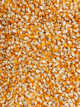 Raw corn grain background, corn seeds textureの写真素材