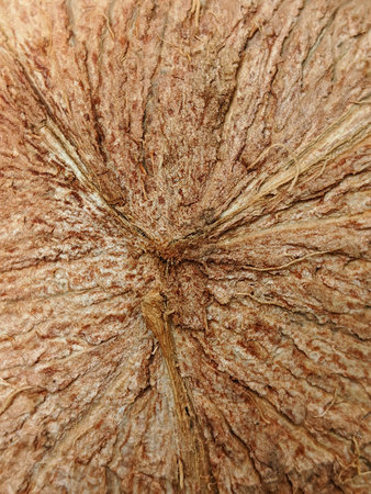 The texture of the brown coconut shell, nature background conceptの写真素材