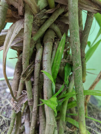 Roots of pandanus plants, close up of green pandanus treesの写真素材