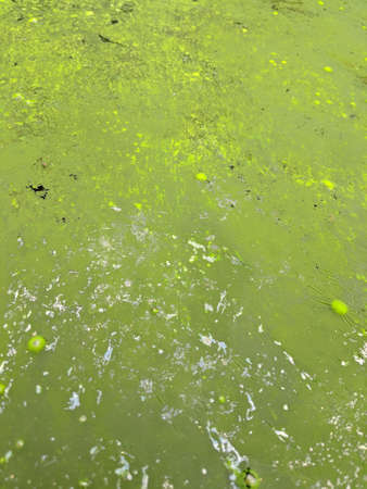 Dirty swamp water texture background, green waste waterの写真素材