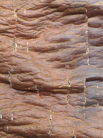 Cassava bark texture, natural brown color, close up view