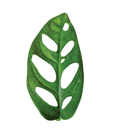 Janda bolong or monstera obliqua leaf, monstera monkey mask plant, isolated on white backgroundの写真素材