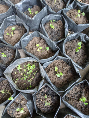 Plant seeds in polybag, ready for planting, polybags filled with soilの写真素材