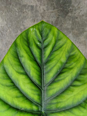 alocasia green shield plant, close up viewの写真素材
