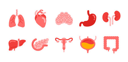 Human internal organ flat icon. Lung and heart, brain and stomach, kidneys and liver, uterus and pancreas, bladder and large intestineのイラスト素材