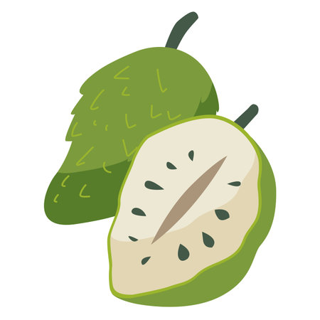 Soursop fruit vector illustration, buah sirsak or sirsat image, nangka belanda or durian belanda...