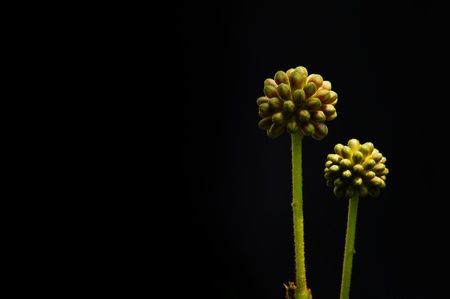 before flowerの写真素材