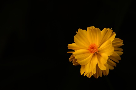 yellow cosmosの写真素材