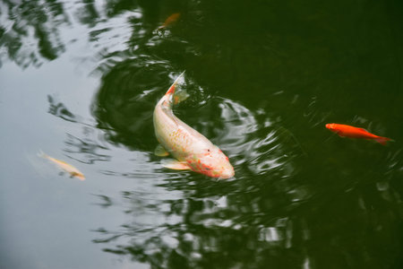 Koi carp surrounded by small red fishes in a dark water