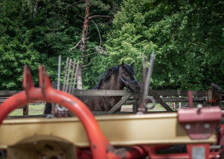 Stallion of polish Konik horse, seen in profile, standing in a paddock in horse breeding in Florianka, Zwierzyniec, Roztocze, Poland. Agriculture machinery in the foregroundの写真素材