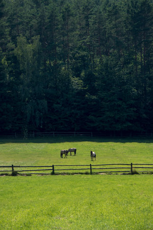 Litte group of horses (polish konik) grazing on fresh, green meadow. Forest in the background. Beautiful, sunny day. Florianka, Roztocze, Poland.の写真素材