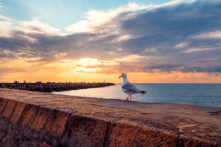 Seagull standing on a concrete wall by the coast of the Baltic Sea. People walking on the long breakwater by the harbor entrance and setting sun in the background. DarÅÃ³wko, Poland.の写真素材