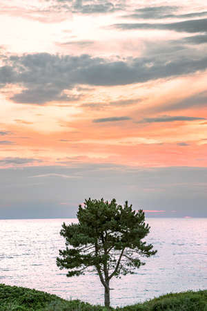 A lonely pine tree against the backdrop of the Baltic Sea. The sky in the background is lit by the setting sun, DarÅowo Polandの写真素材