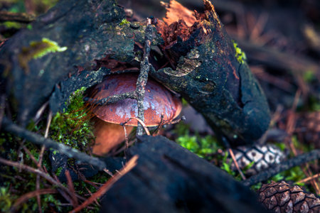 A small boletus growing out of moss. autumn delicacies. forest fruit as an ideal culinary ingredientの写真素材